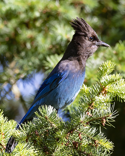 Steller's Jay