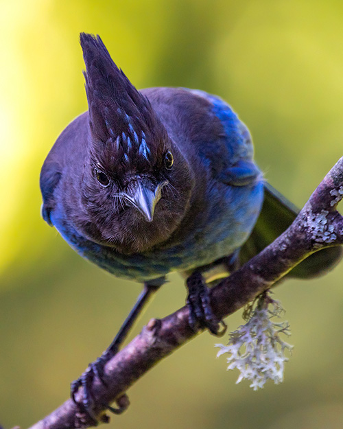 Steller's Jay