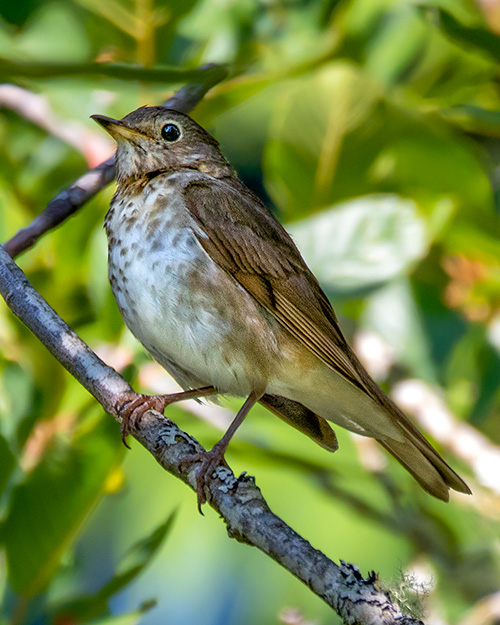 Swainson's Thrush