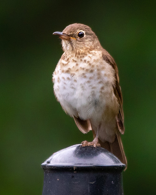 Swainson's Thrush