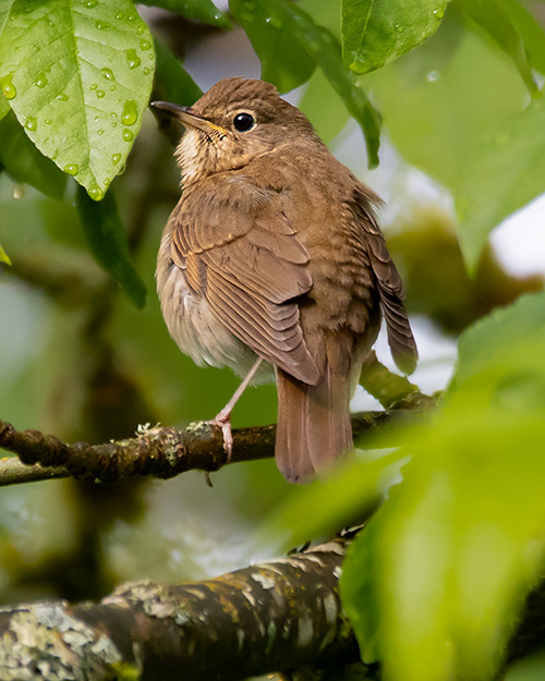 Swainson's Thrush