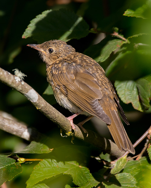 Swainson's Thrush