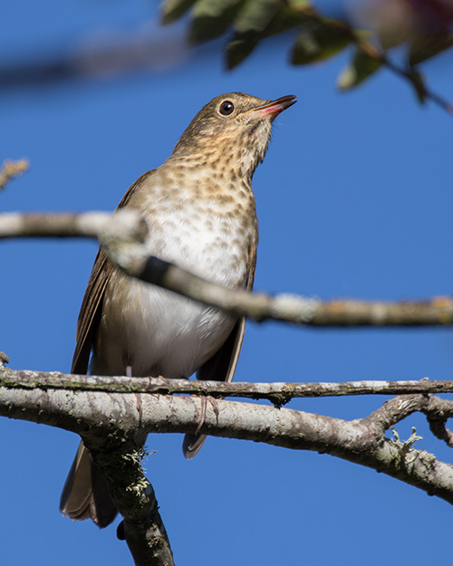 Swainson's Thrush