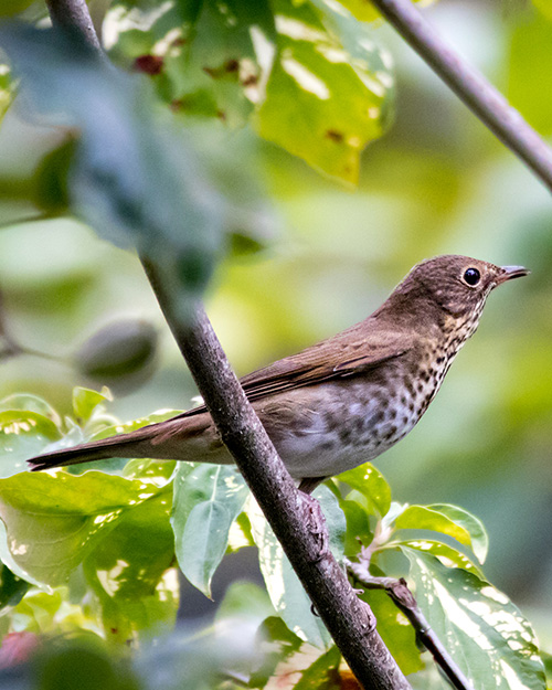 Swainson's Thrush