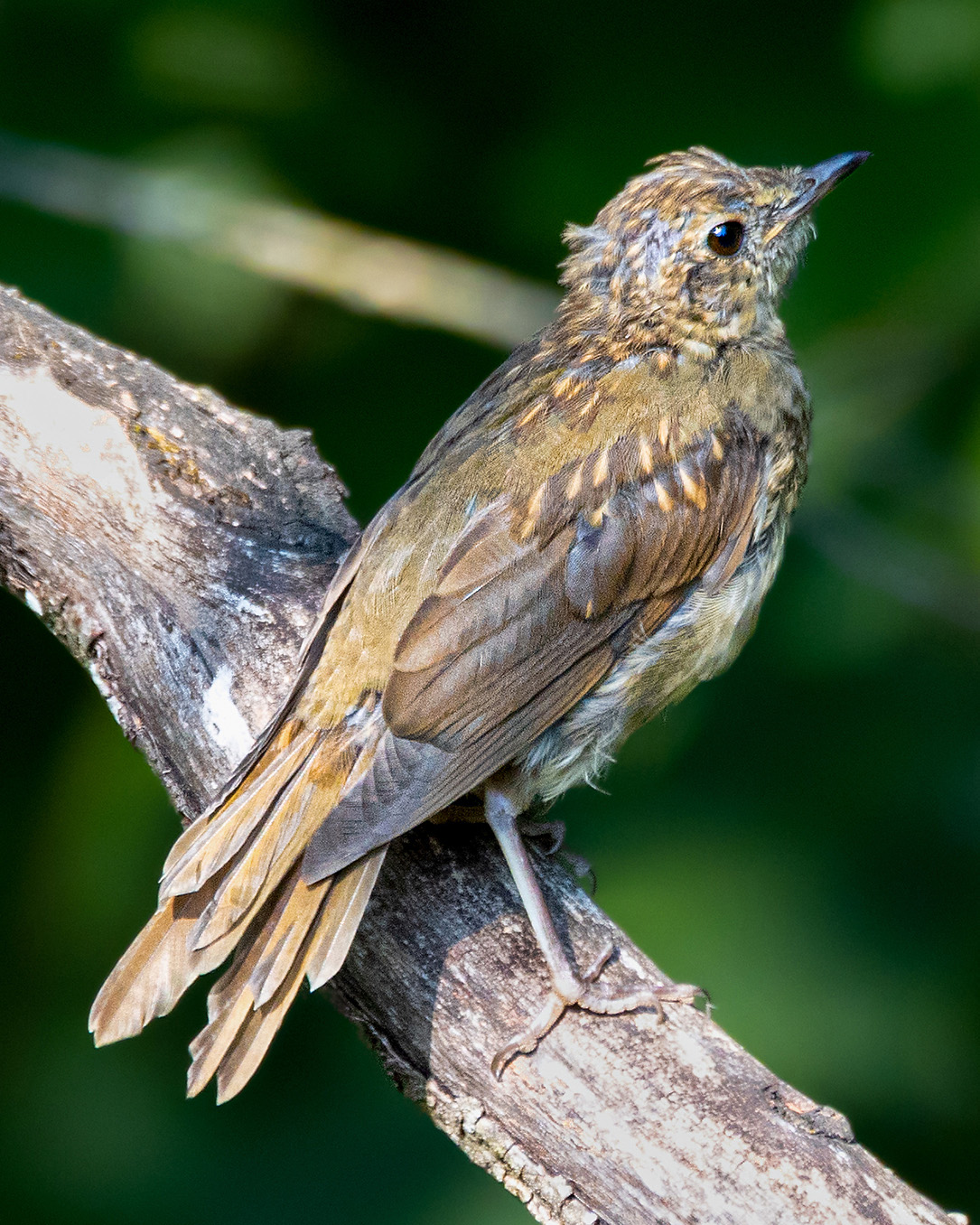 Swainson's Thrush