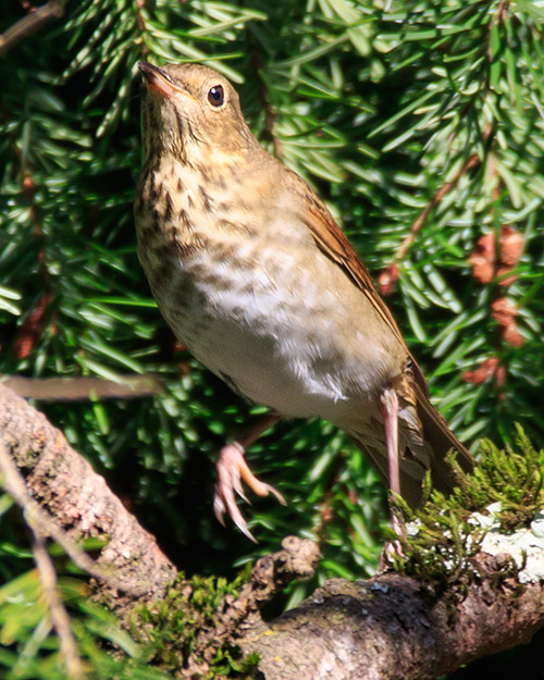 Swainson's Thrush