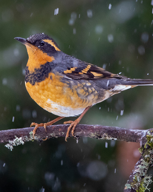 Varied Thrush