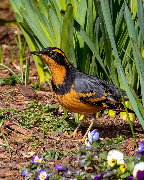 Varied Thrush