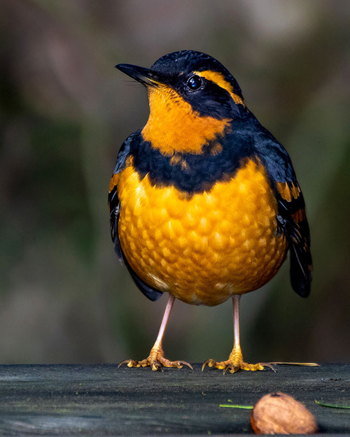 Varied Thrush