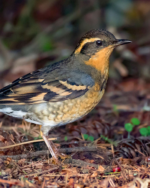 Varied Thrush