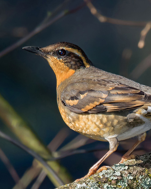 Varied Thrush