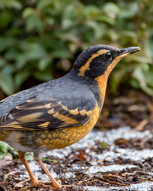 Varied Thrush