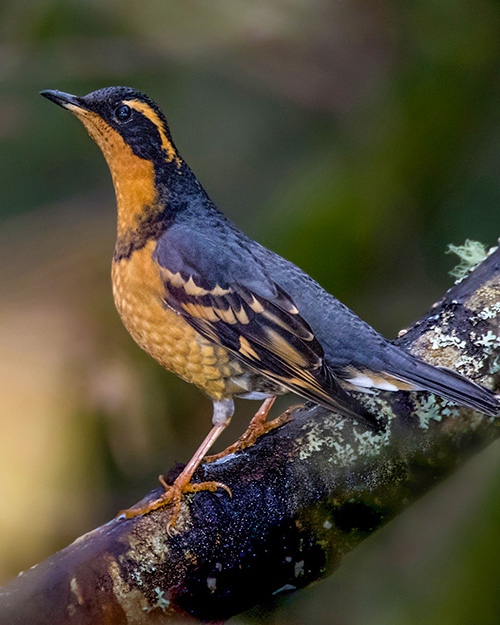 Varied Thrush