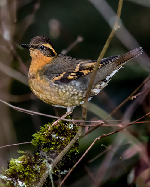 Varied Thrush