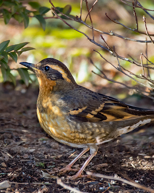 Varied Thrush