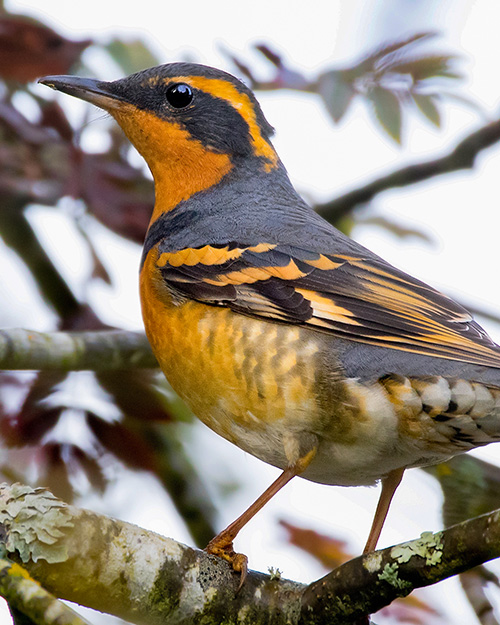 Varied Thrush