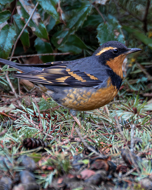 Varied Thrush