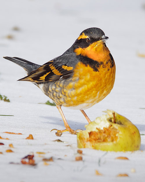 Varied Thrush