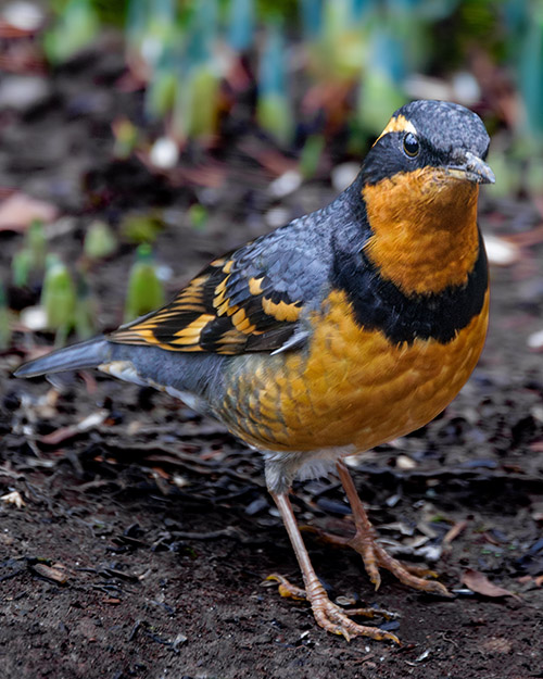 Varied Thrush