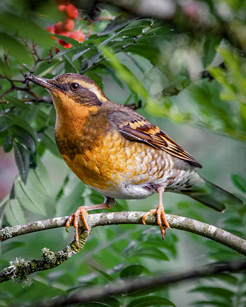 Varied Thrush