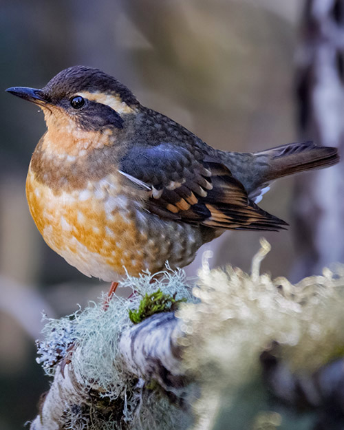 Varied Thrush