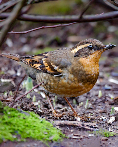 Varied Thrush