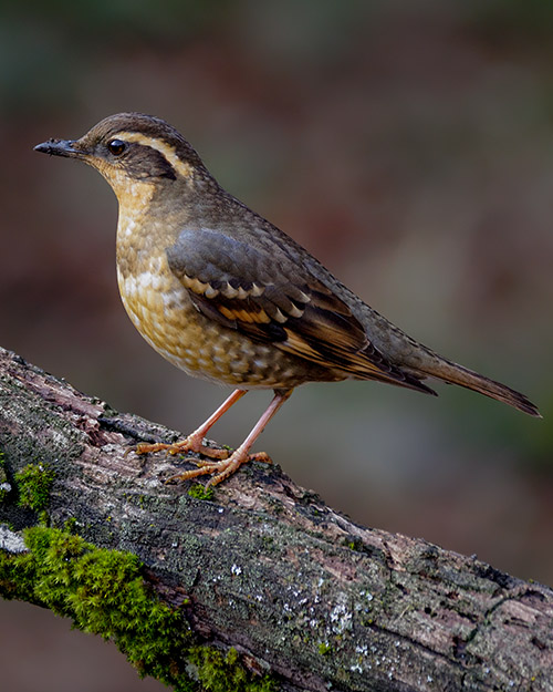 Varied Thrush