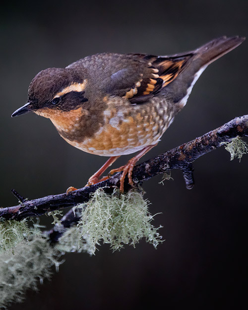 Varied Thrush