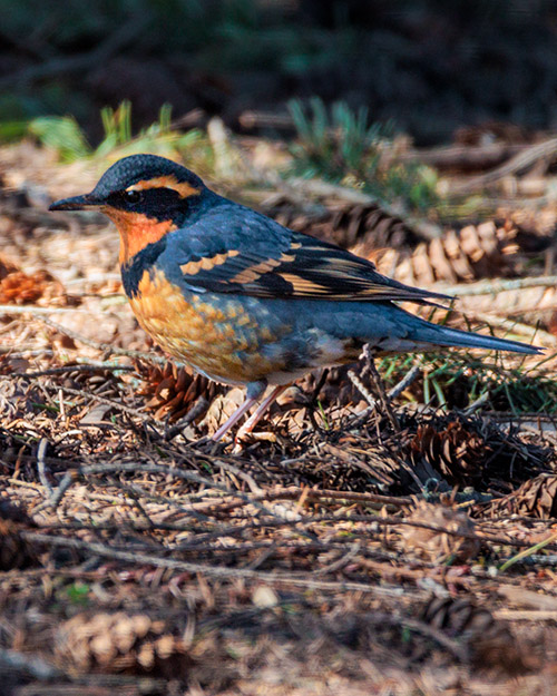 Varied Thrush