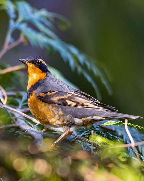 Varied Thrush