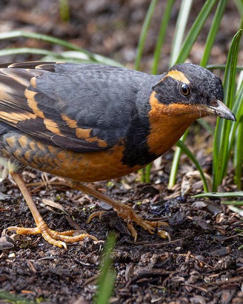 Varied Thrush