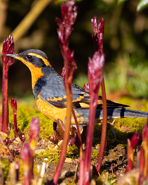 Varied Thrush