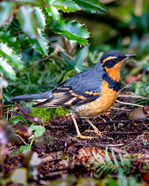 Varied Thrush