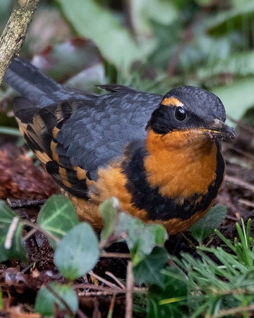 Varied Thrush