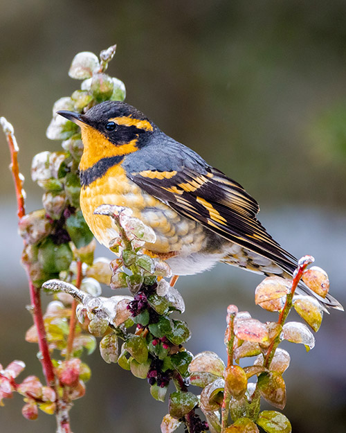 Varied Thrush