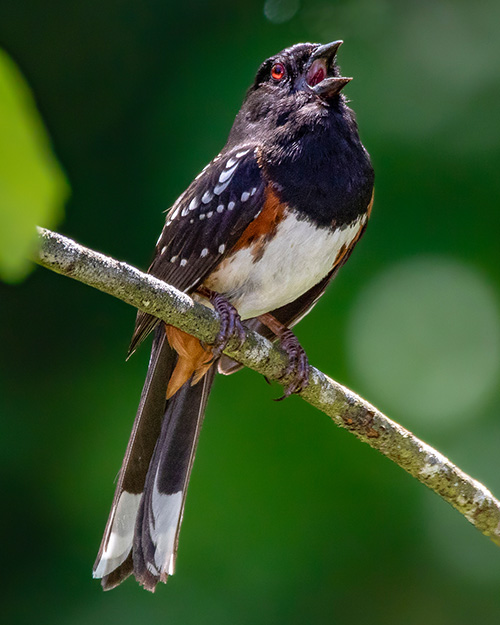 Spotted Towhee