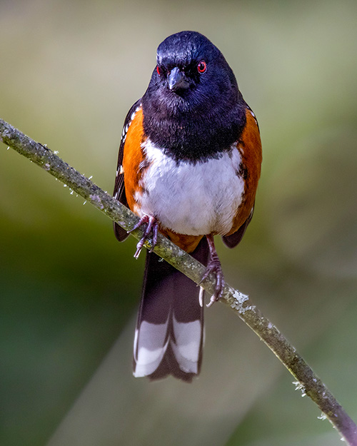 Spotted Towhee