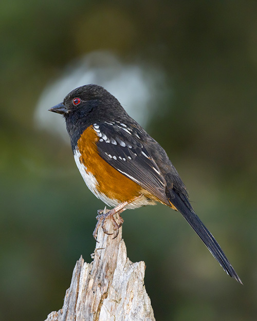 Spotted Towhee