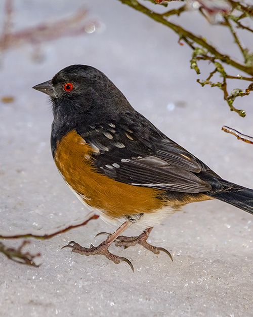 Spotted Towhee