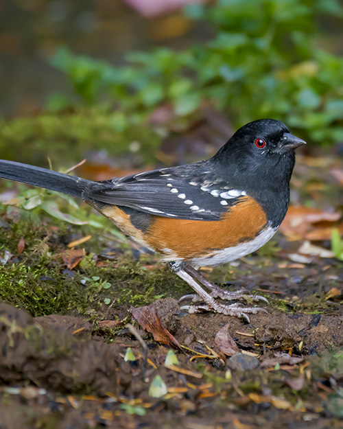 Spotted Towhee