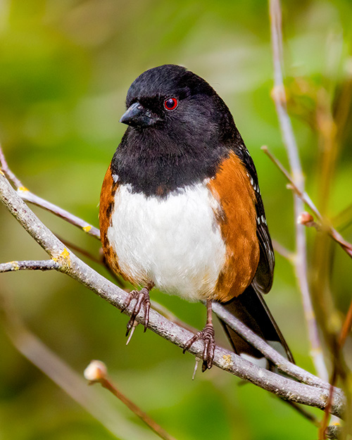 Spotted Towhee