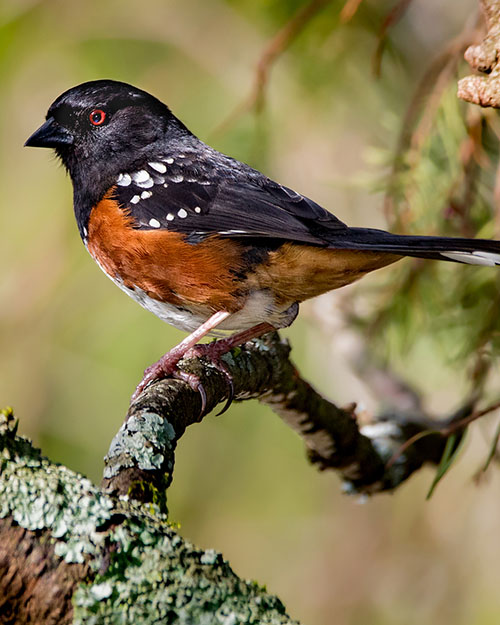 Spotted Towhee