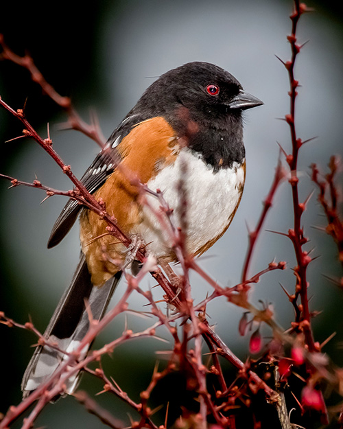 Spotted Towhee