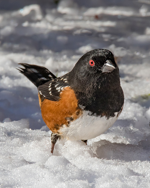 Spotted Towhee