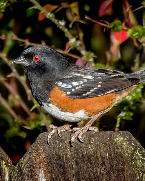 Spotted Towhee