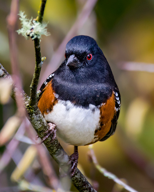 Spotted Towhee