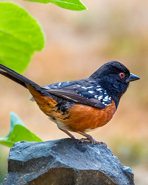 Spotted Towhee