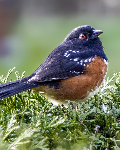 Spotted Towhee