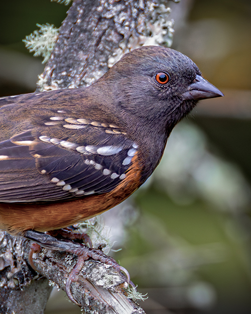 Spotted Towhee
