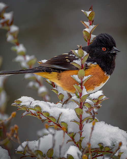 Spotted Towhee